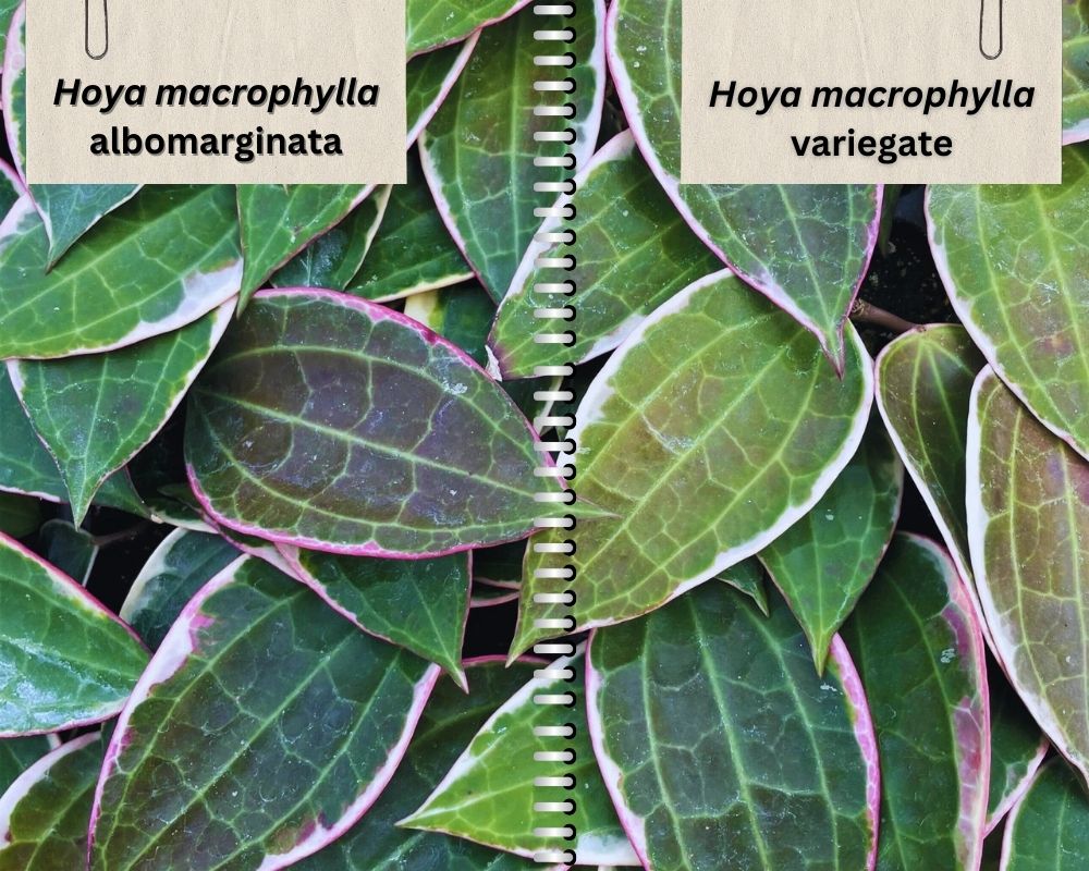 the leaf appearance of Hoya macrophylla albomarginata vs variegate
