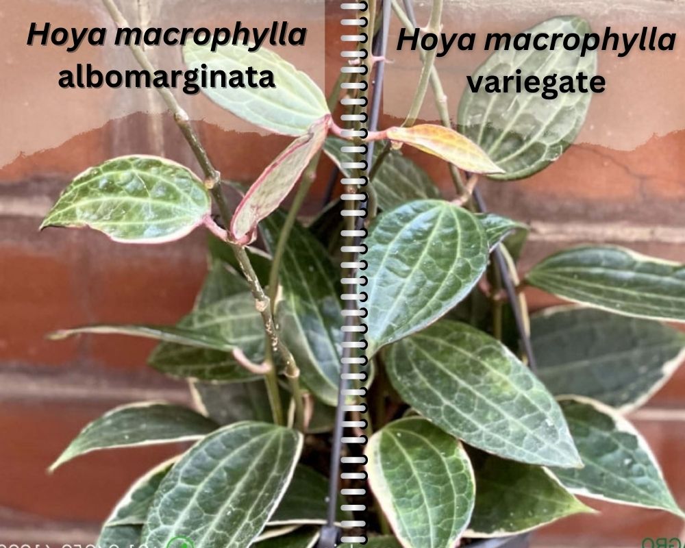 the leaves of Hoya macrophylla albomarginata vs variegate?