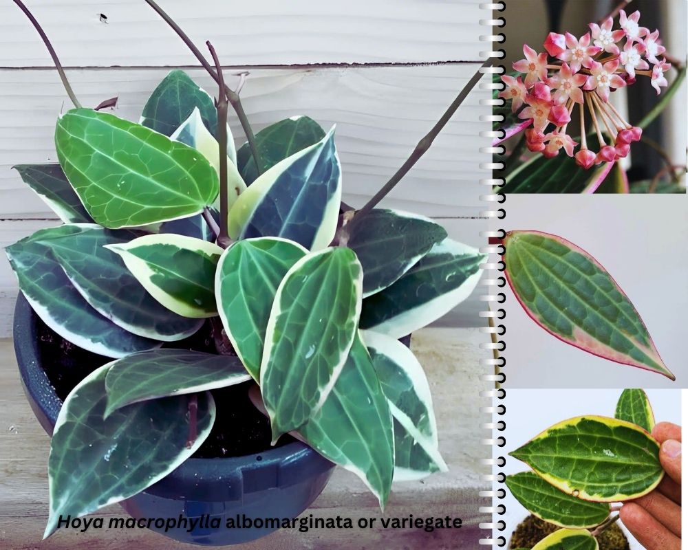 the appearance of Hoya macrophylla albomarginata or variegate