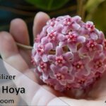 Fertilizer for Hoya to Bloom