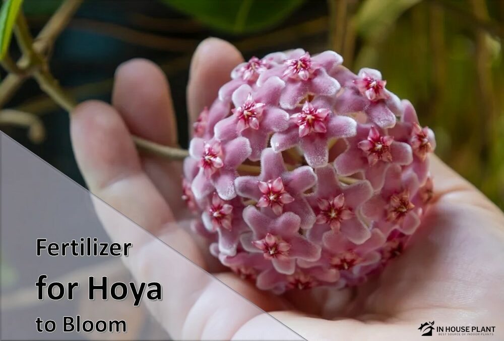 Best Tested Fertilizer for Hoya to Bloom: Getting Hoya to Bloom Easily