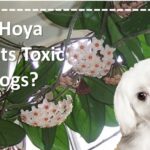 Are Hoya Plants Toxic to Dogs?