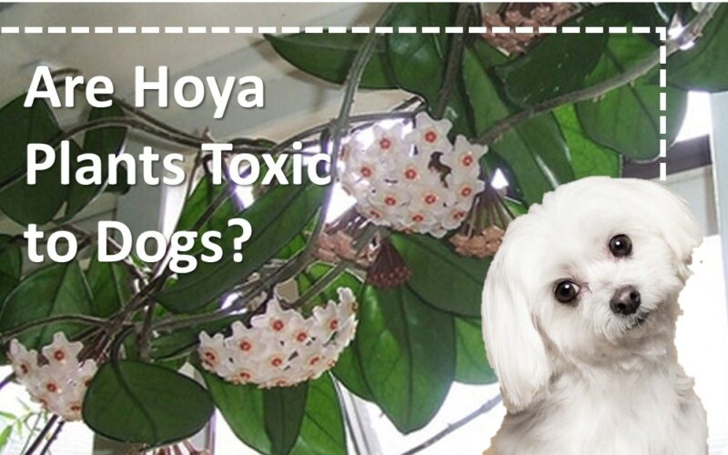 Are Hoya Plants Toxic to Dogs