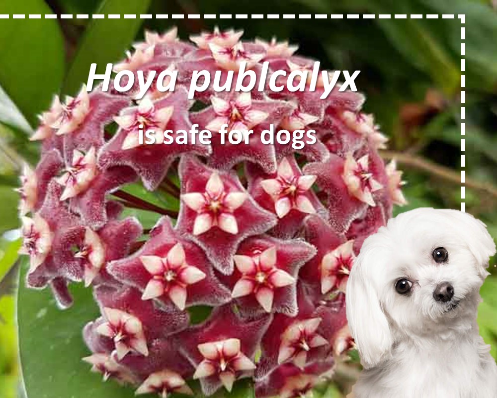 Hoya publcalyx is not toxic for dogs
