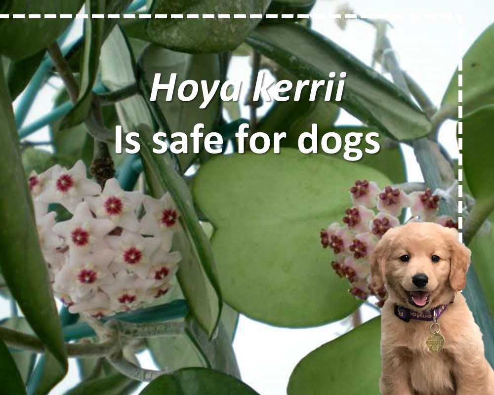 Hoya kerrii is non-toxic plant for dogs