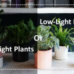 No-Light Plants or Low-Light Plants