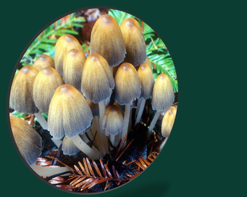 Mushroom Growing in Houseplants Detect and Get Rid of them Easily