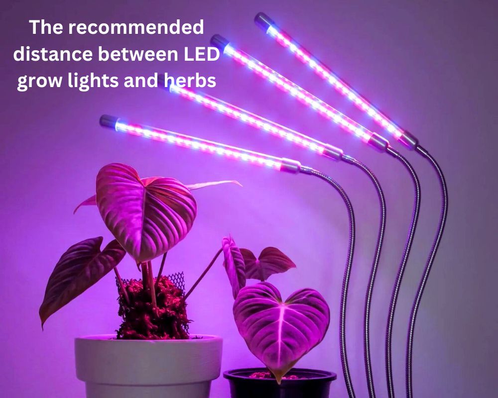 The recommended distance between LED grow lights and herbs