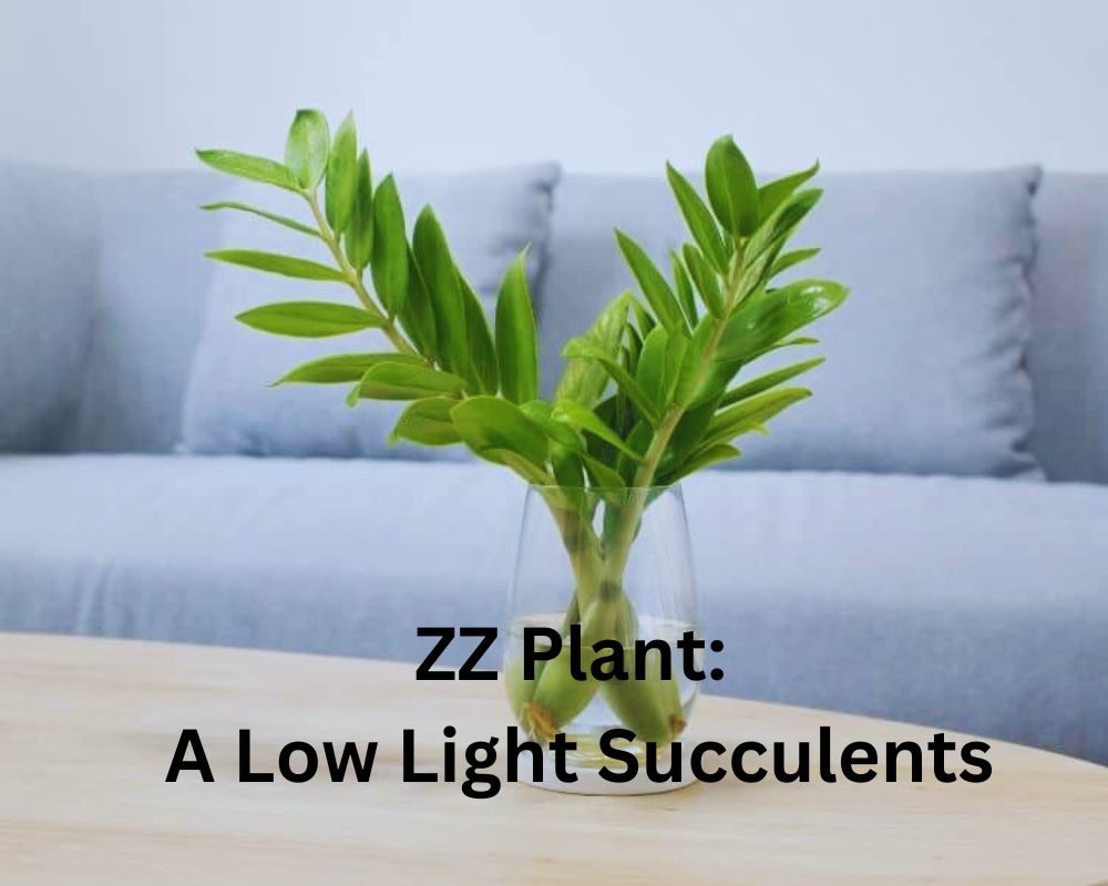 ZZ Plants : living room low light low maintenance indoor plants 
