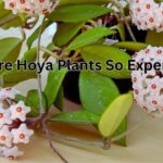 Why Are Hoya Plants So Expensive?