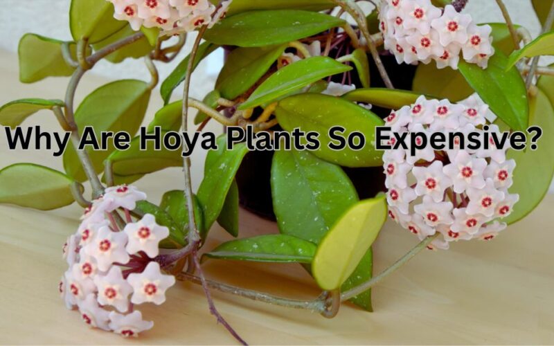 Why Are Hoya Plants So Expensive?