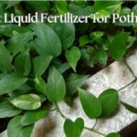 Liquid Fertilizer for Pothos to grow healthy