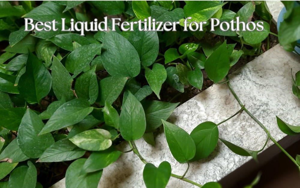 What is the Best Liquid Fertilizer for Pothos?