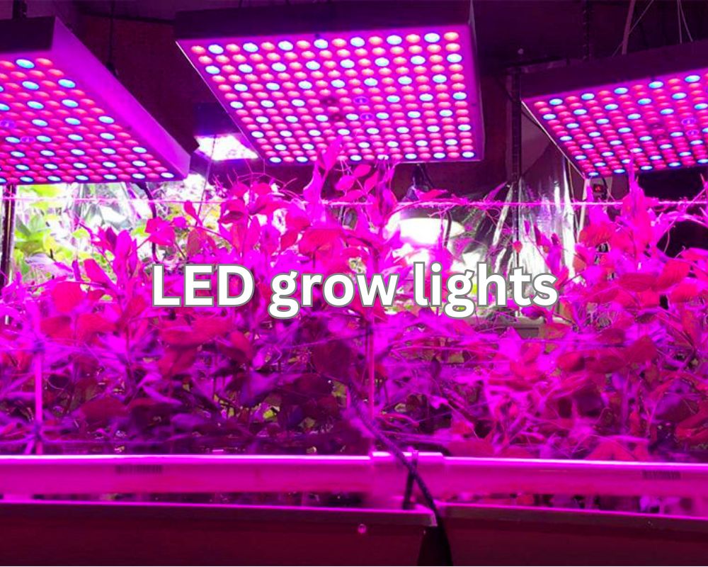 LED is the Best Light for Growing Herbs Indoors