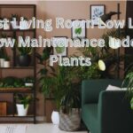 Best Living Room Low Light Low Maintenance Indoor Plants in 2024