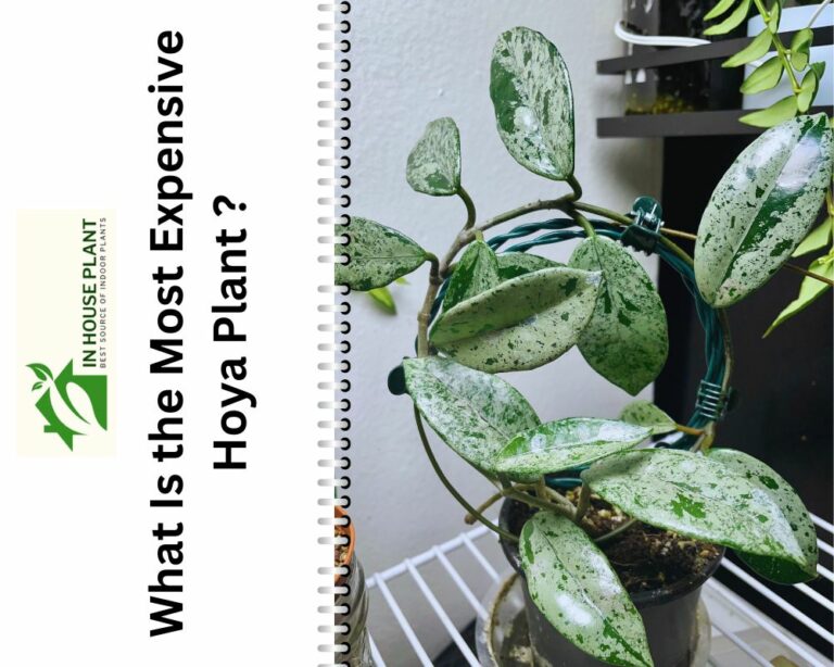 Why Are Hoya Plants So Expensive? Tips For Buying the Expensive Hoyas