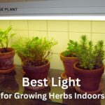 Best Light for Growing Herbs Indoors According to My Test