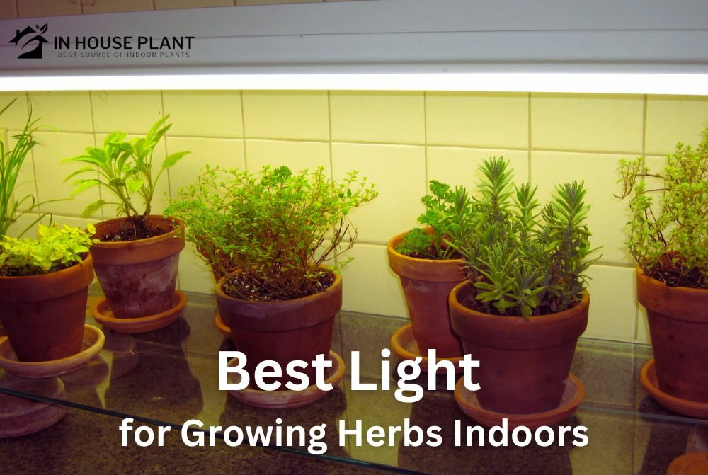 Best Light for Growing Herbs Indoors According to My Test