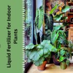 Liquid Fertilizer for Indoor Plants
