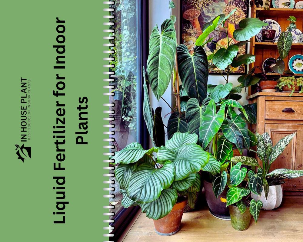 Best Liquid Fertilizer for Indoor Plants: According to my Tests