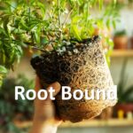 root bound plant