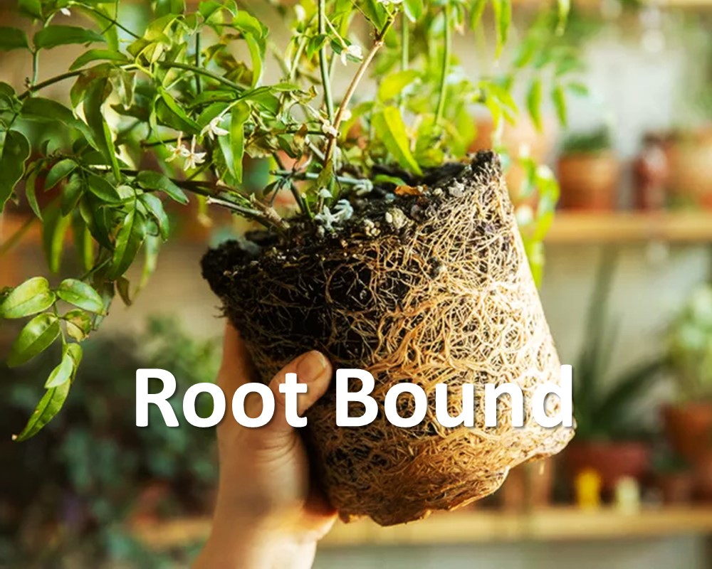 What Does Root Bound Mean? Fix it Before Killing your Plant