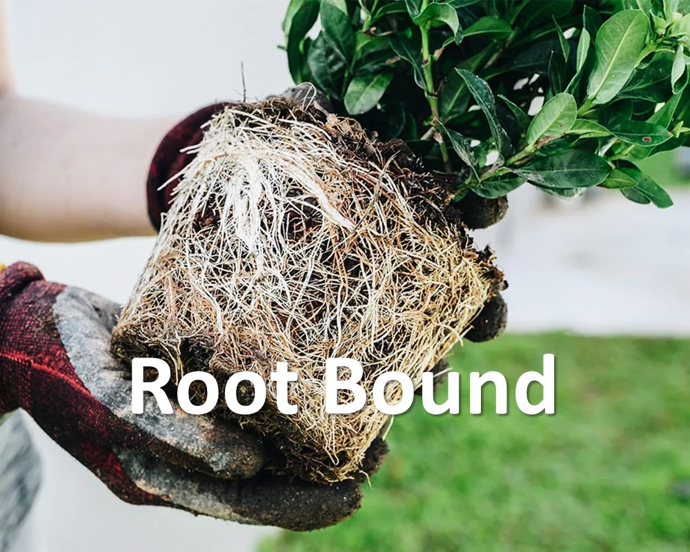 Plants Like to Be Root Bound symptoms