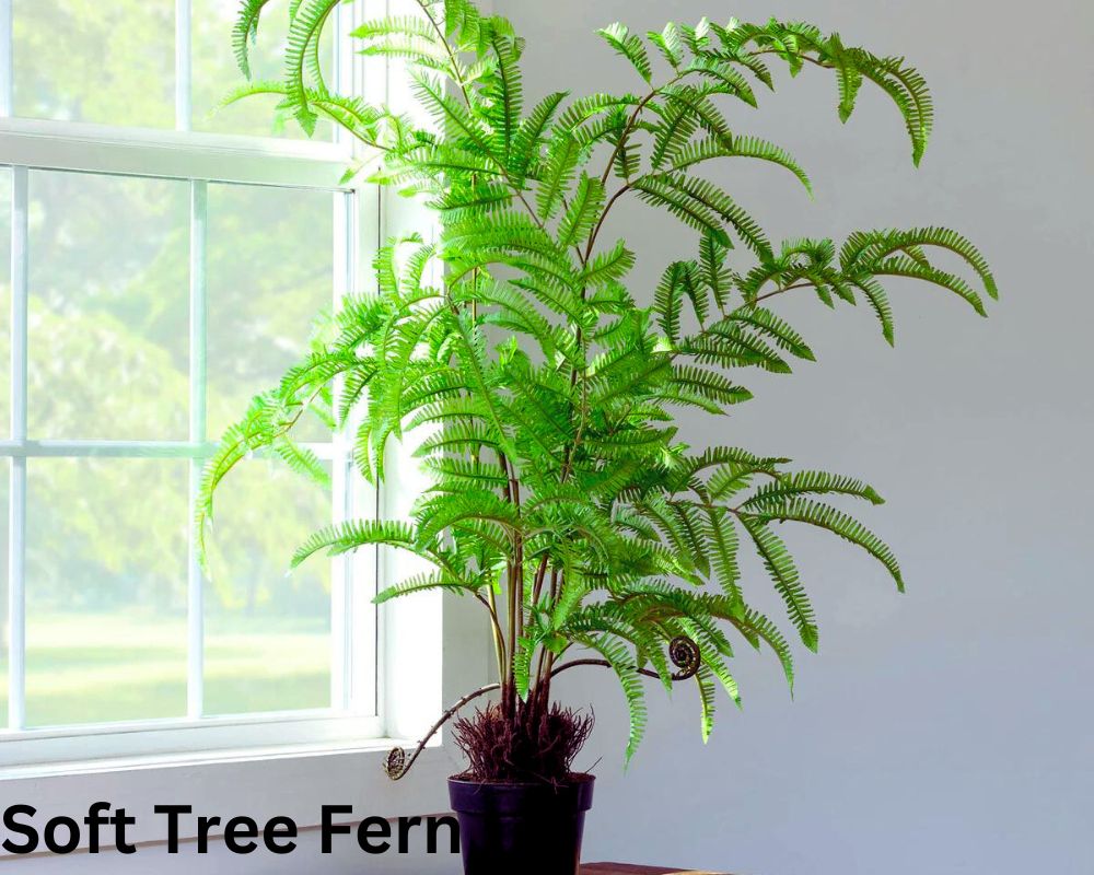 Soft Tree Ferns are large indoor ferns