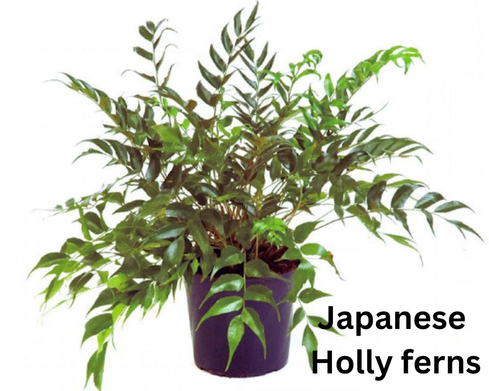 Japanese Holly Fern Varieties Thrive in Low Light