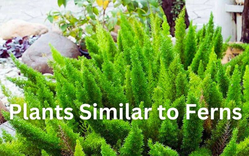 Asparagus fern is an Indoor Plants Similar to Ferns