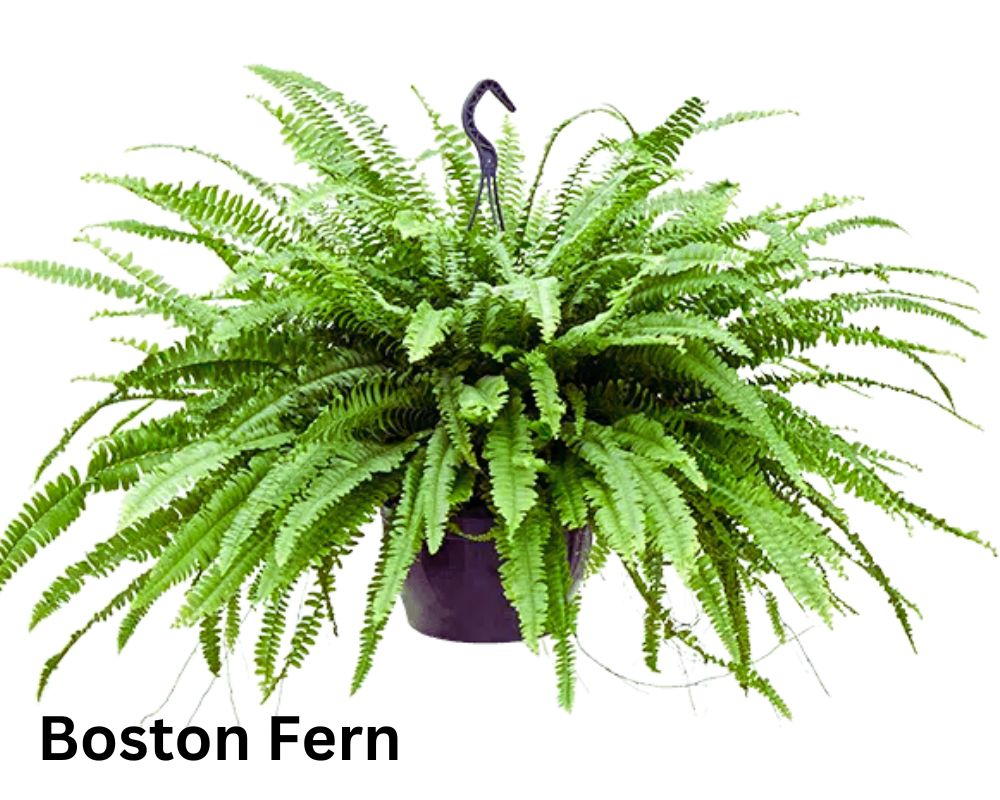 Boston Fern with large foliage