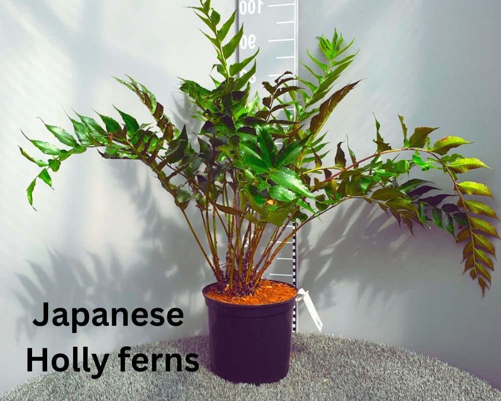 Japanese Holly Ferns are an indoor low light ferns