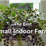 5 Small Indoor Ferns: Top Picks for any Tropical décor + Easy Care Guide