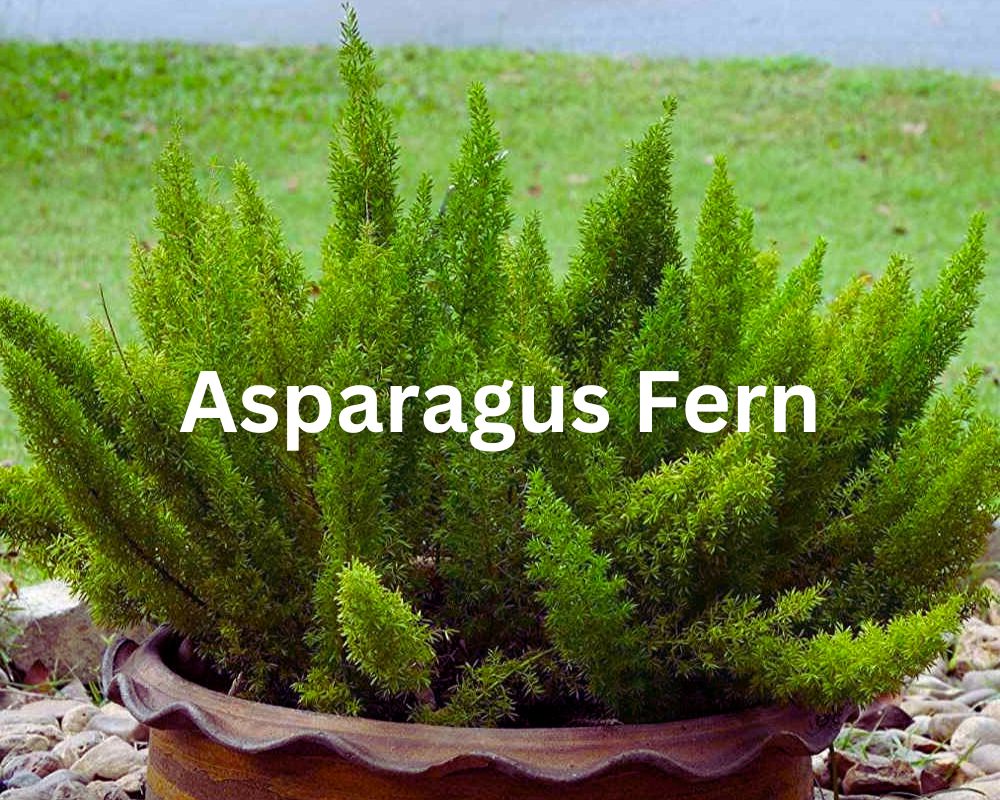 Asparagus Fern (Asparagus setaceus) is not a true fern