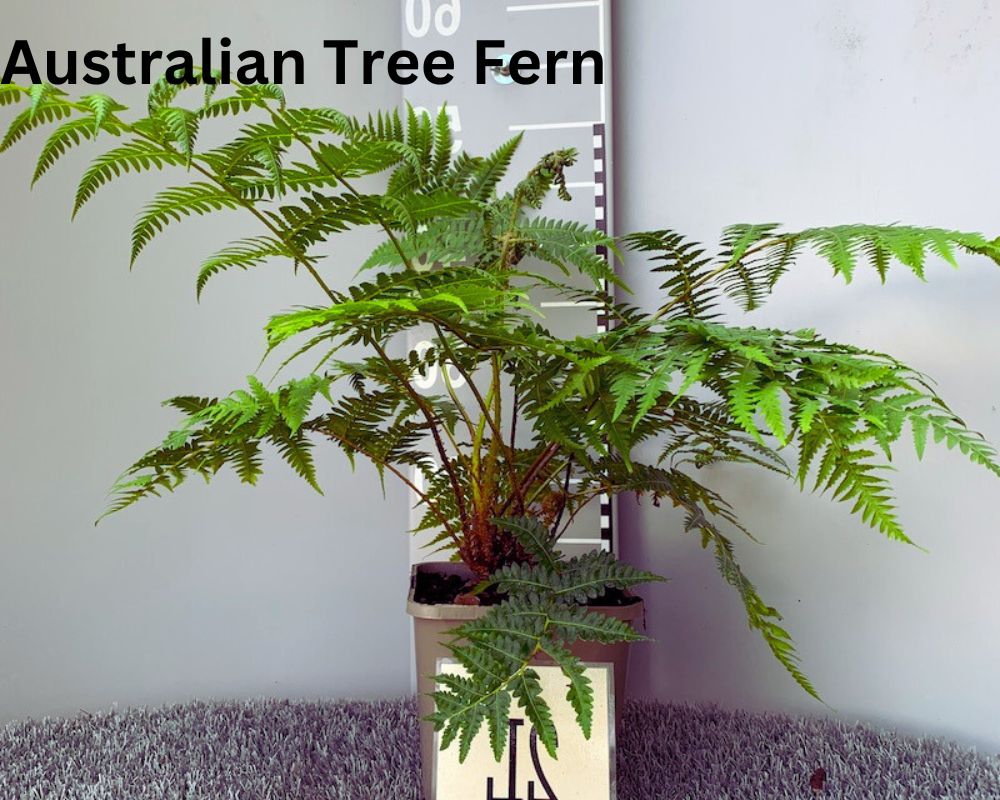 Australian Tree Ferns are large indoor ferns