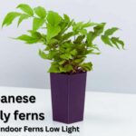 Japanese Holly ferns: Ideal Indoor Ferns Low Light for Tropical Decors
