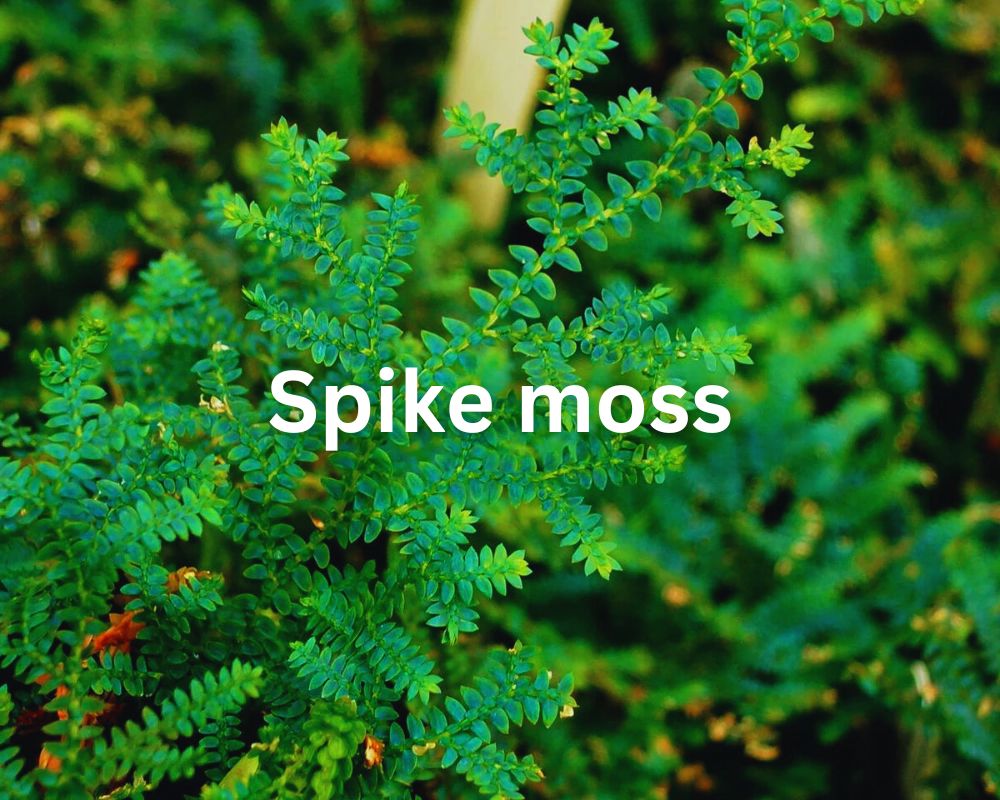 Spike Moss (Selaginellales) plants similar to ferns