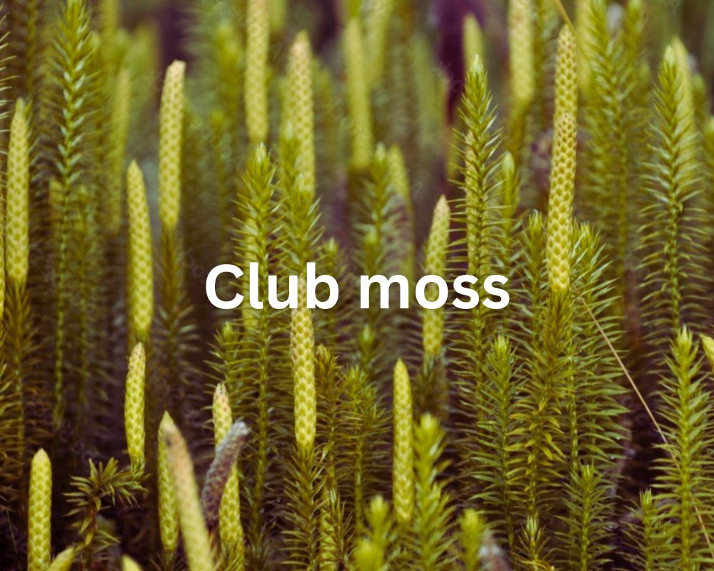 Club Moss (Lycopodiaceae) plants similar to ferns