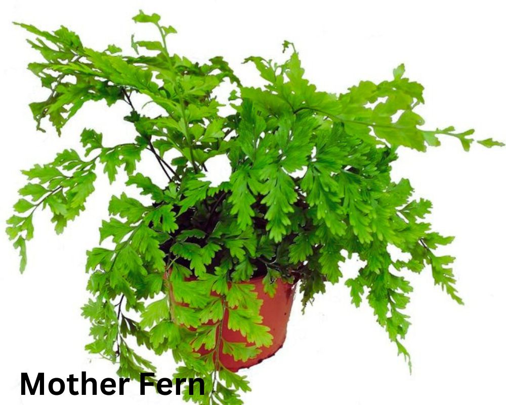 Mother Fern is a large houseplant