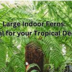 5 Large Indoor Ferns: Ideal for your Tropical Décor + All Their Caring Points