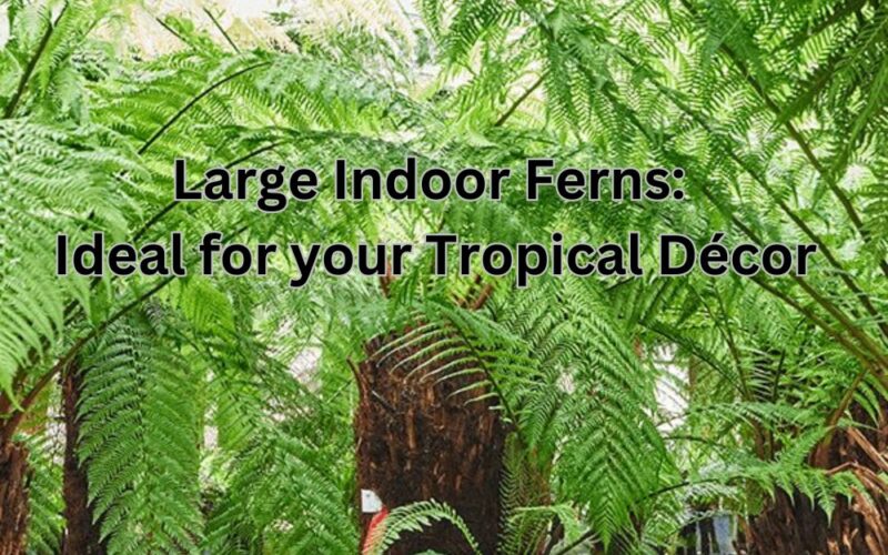 Large Indoor Ferns