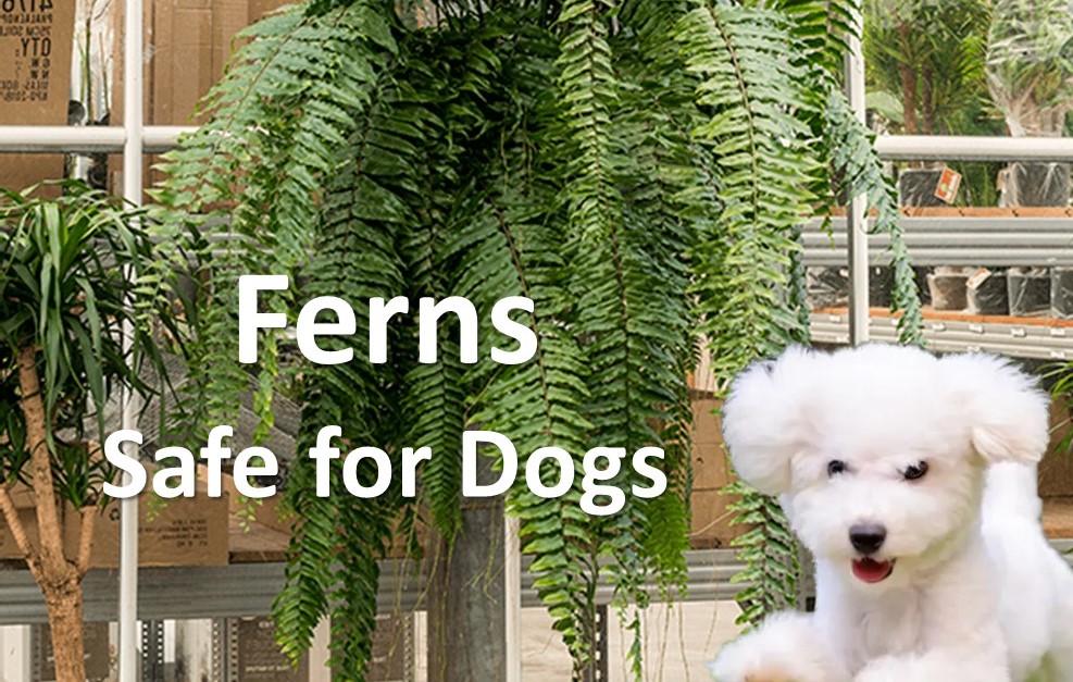 Ferns Safe for Dogs Best in 2024 for your Friend with Paws