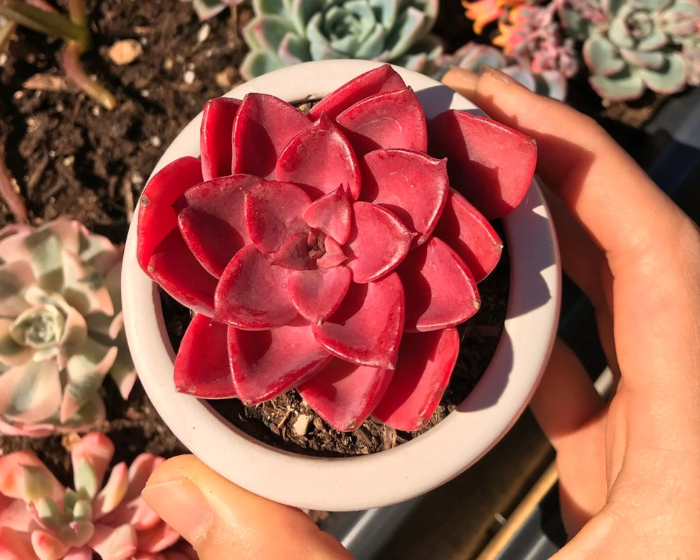 Red Succulents are very lovely and you can make them in special conditions