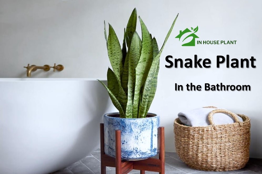 Snake Plant in the Bathroom: Tested Tips to Keep it Healthy - InHousePlant - Your Ultimate Guide ...