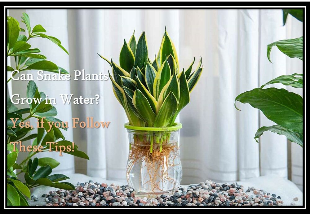 Can Snake Plants Grow in Water? Yes, if you Follow These Tips