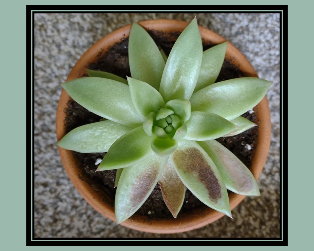 Echeveria agavoides Sunburn