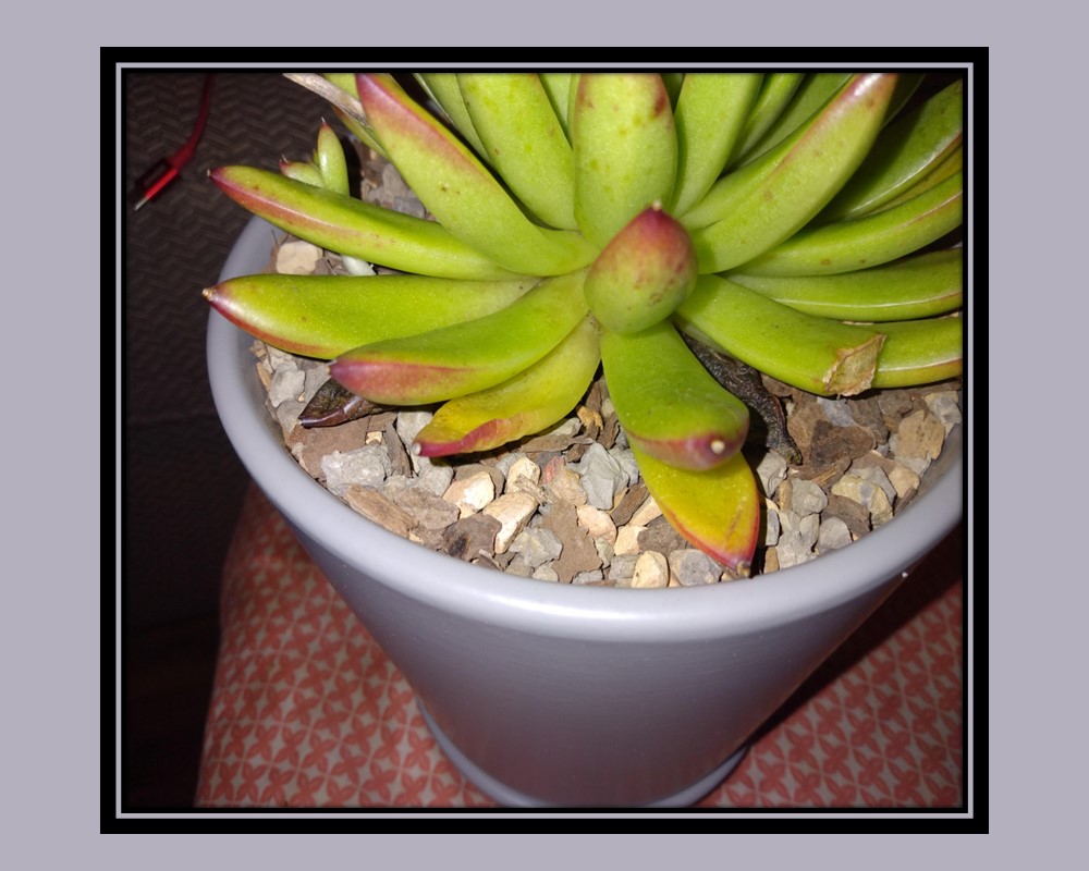 Echeveria agavoides problems: yellow leaves