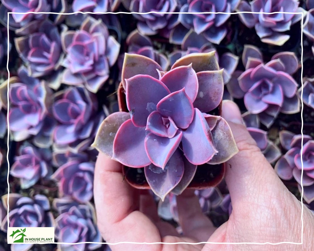 fertilizing the Echeveria Purple