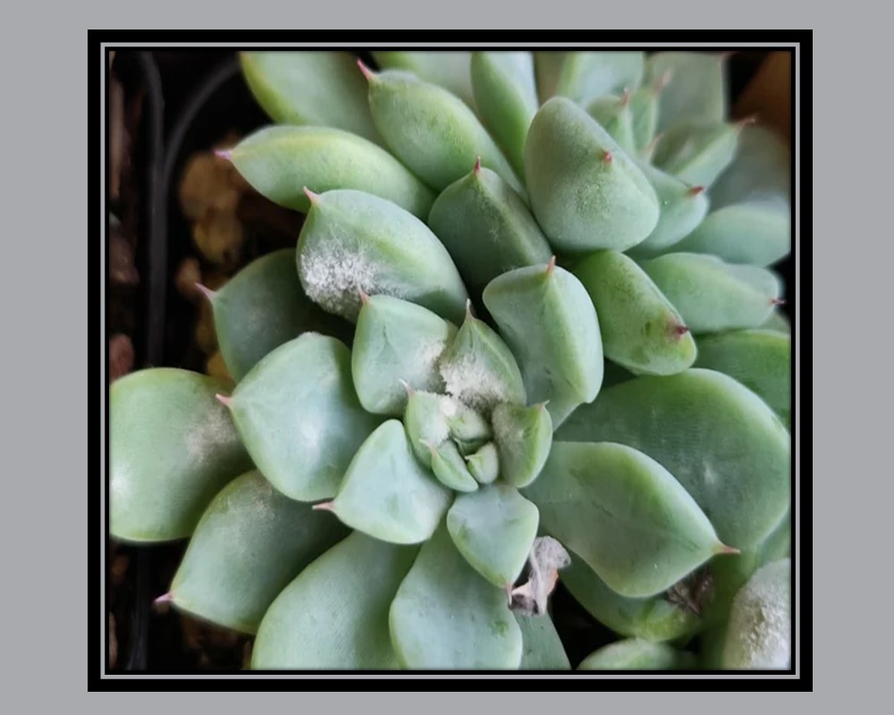 Mealybugs on Echeveria agavoides