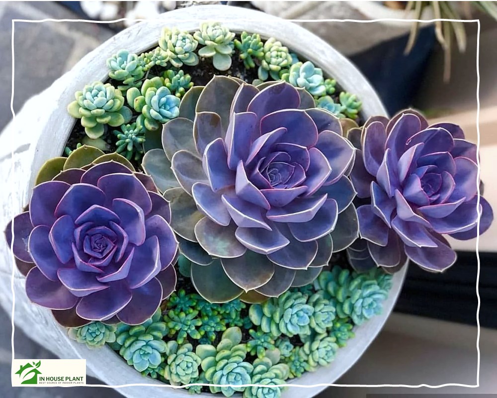 tips for Keeping Your Echeveria Purple